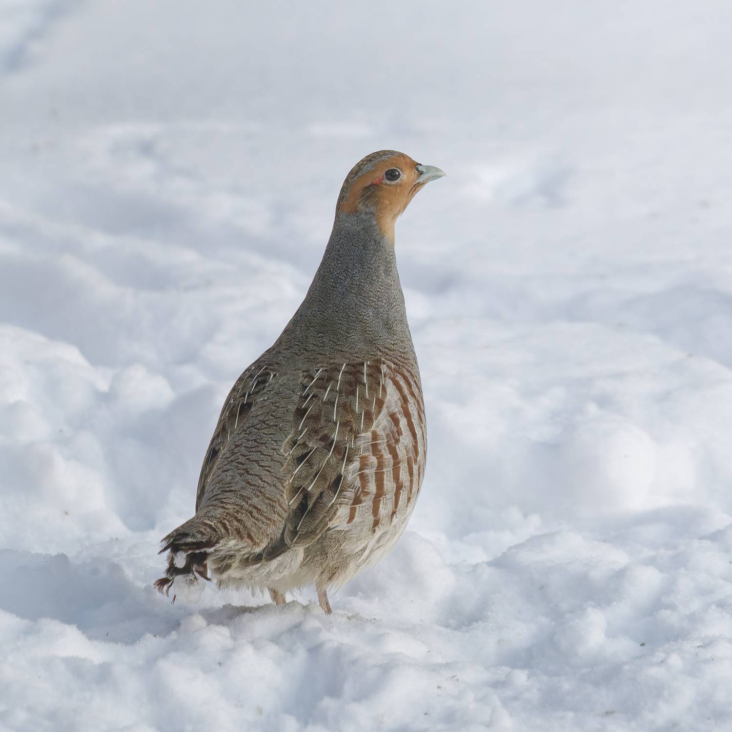 все. обнаружен..., Игорь Кук
