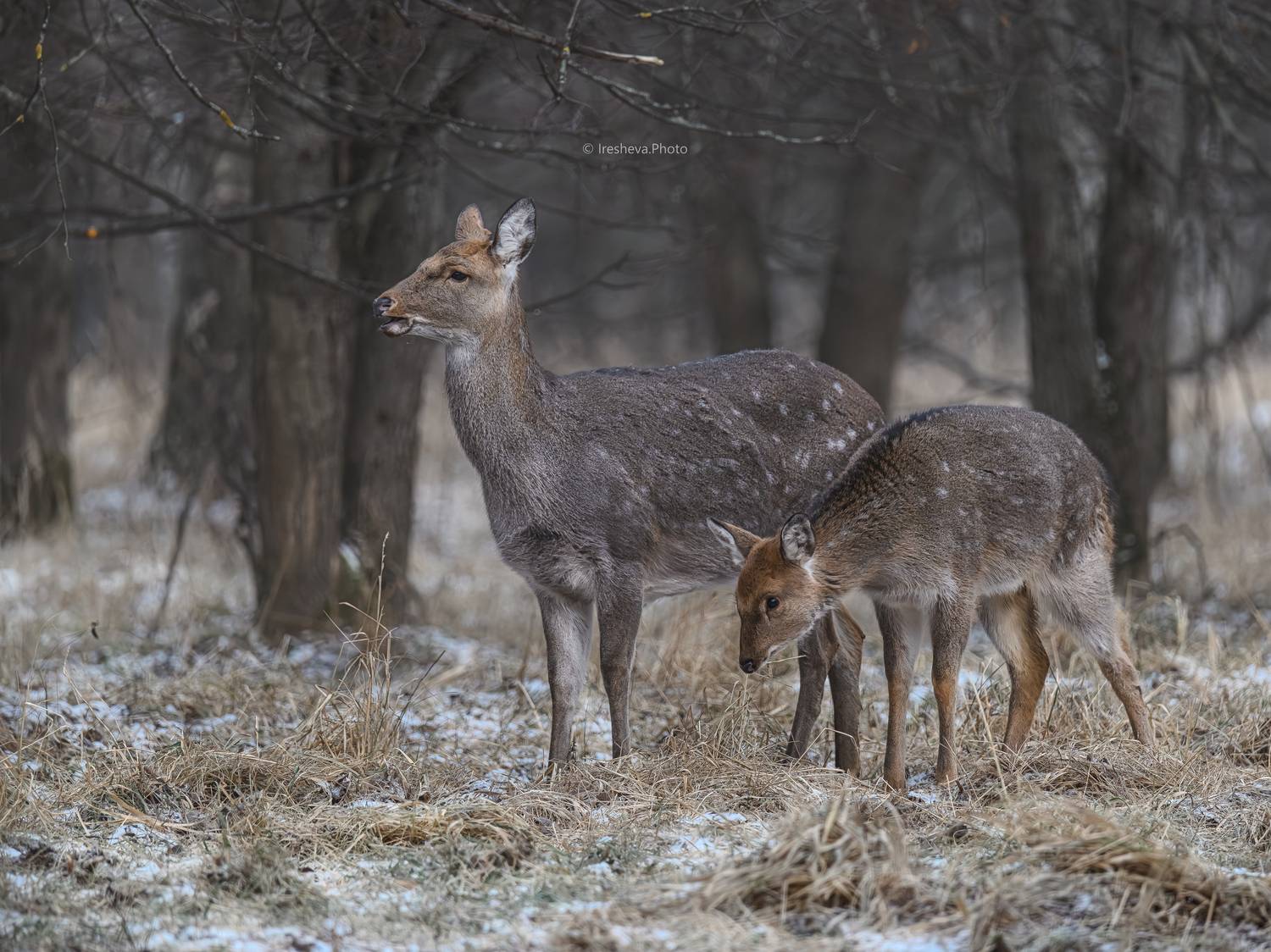 Пятнистый олень, самка, оленёнок, Ирешева Мария