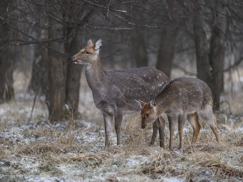 Пятнистый олень, самка, оленёнок Мать и дитя  фото превью