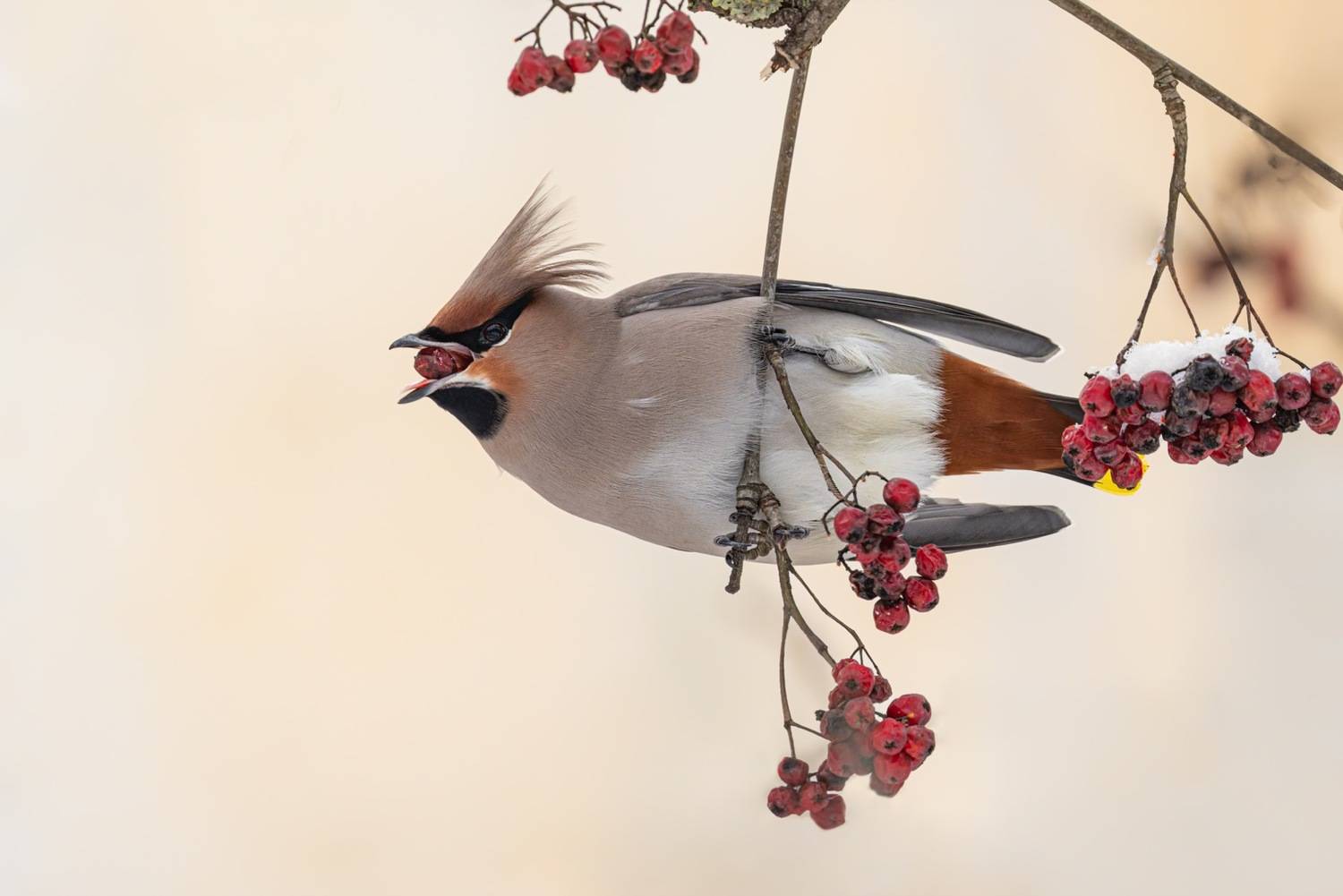 рябина, свиристель, птицы, Ruslan Pl