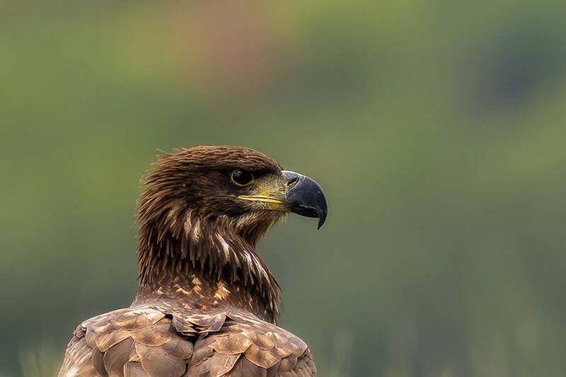 The Wildlife of Bulgaria фото превью
