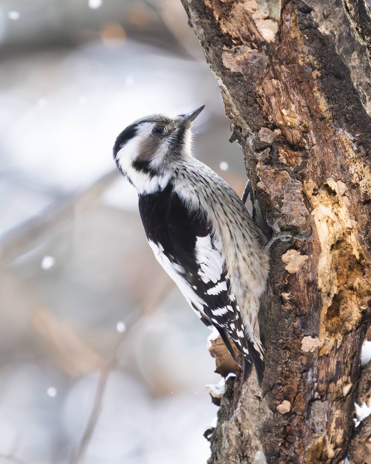 большой острокрылый дятел, yungipicus canicapillus, птицы, дятлы, дятел, приморье, Герасименко Римма