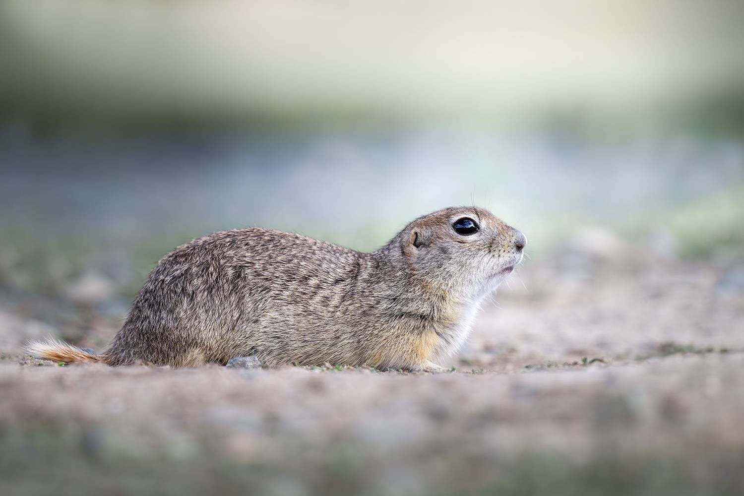 суслик, малый суслик, степь, лето, заповедник, грузын, животные, фотоохота, wildlife, Михаил Ездаков