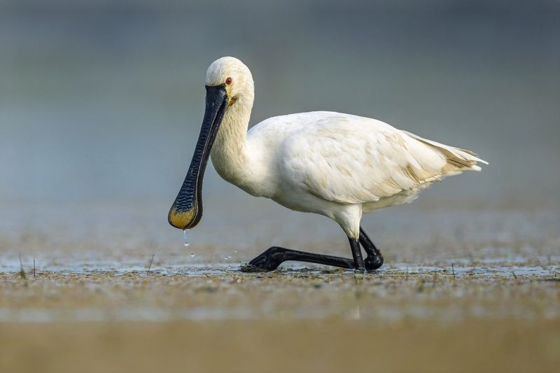 Колпица фото превью