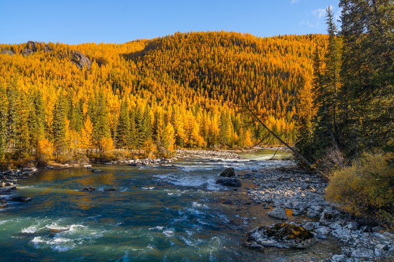 россия, горный алтай, река чуя, чуй-суу, осень Чуй-Суу фото превью
