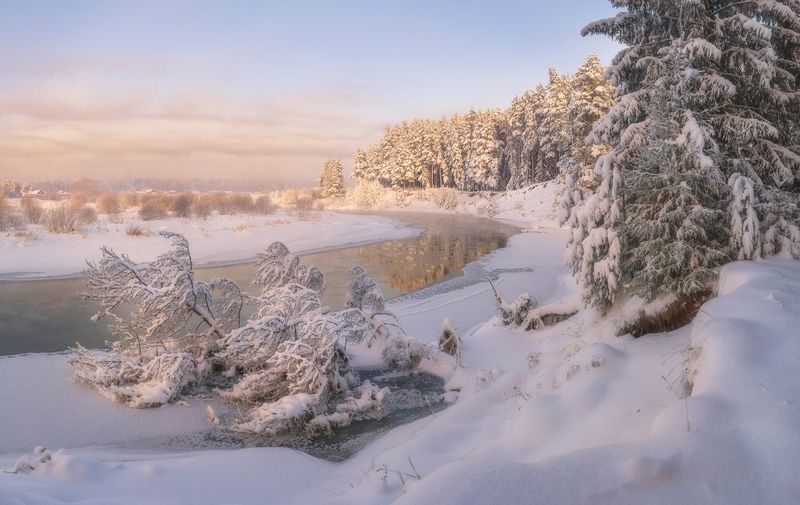У упавшей сосны фото превью