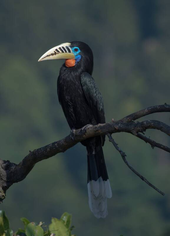 HORNBILL фото превью