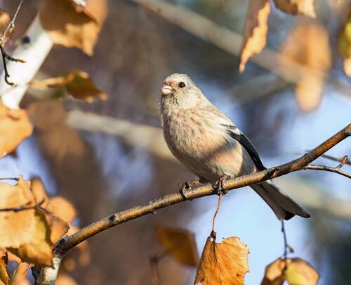 Урагус - самка (4 фото)