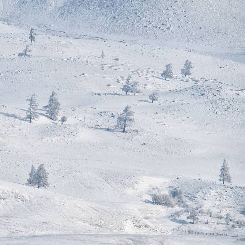 Звенящая морозная тишина…  Ringing frosty silence... фото превью