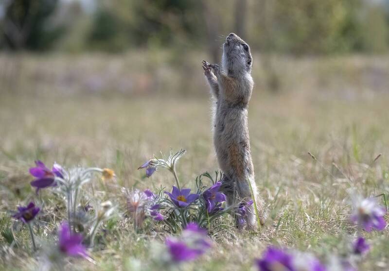 весна, суслик, цветы, животный мир Ария фото превью