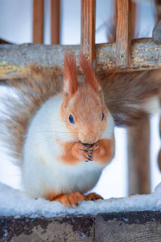 Белочка фото превью
