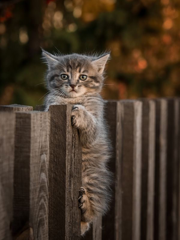 кошка, котенок, забор Котенок на заборе фото превью