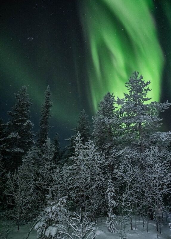 В дремучем лесу фото превью