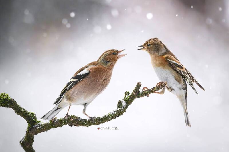 фотоохота, птица, зяблик, юрок, зима Разборки. фото превью