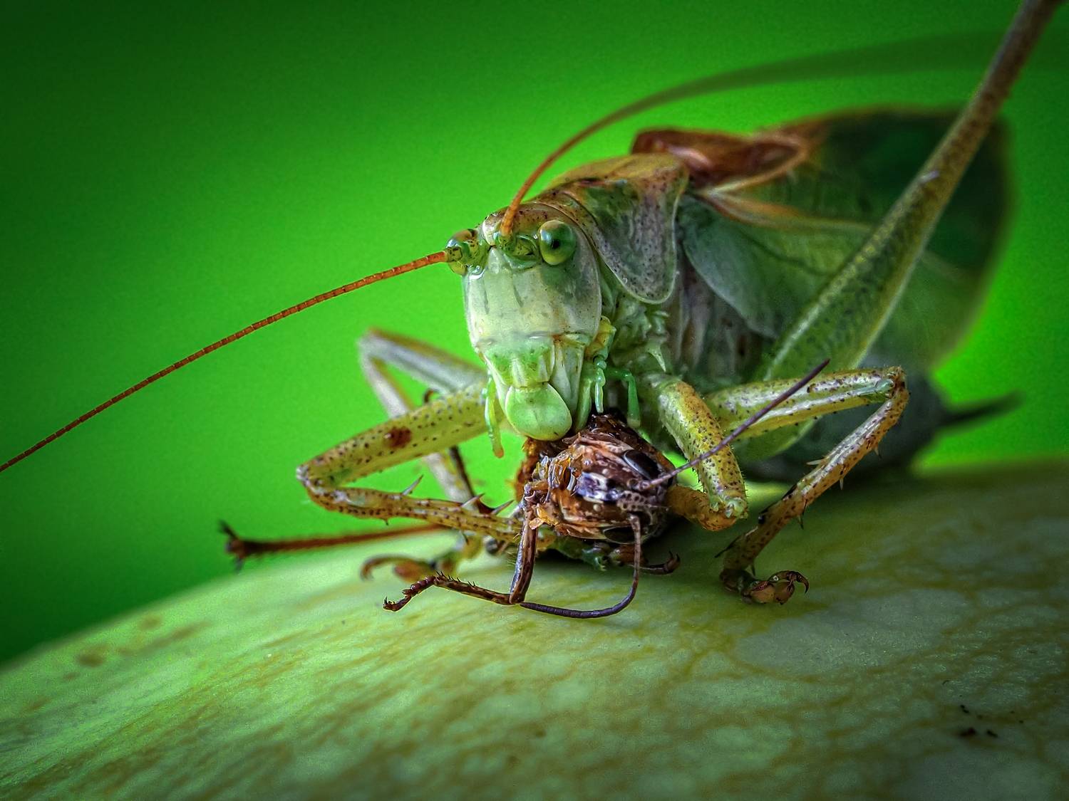 , Олег Савицкий