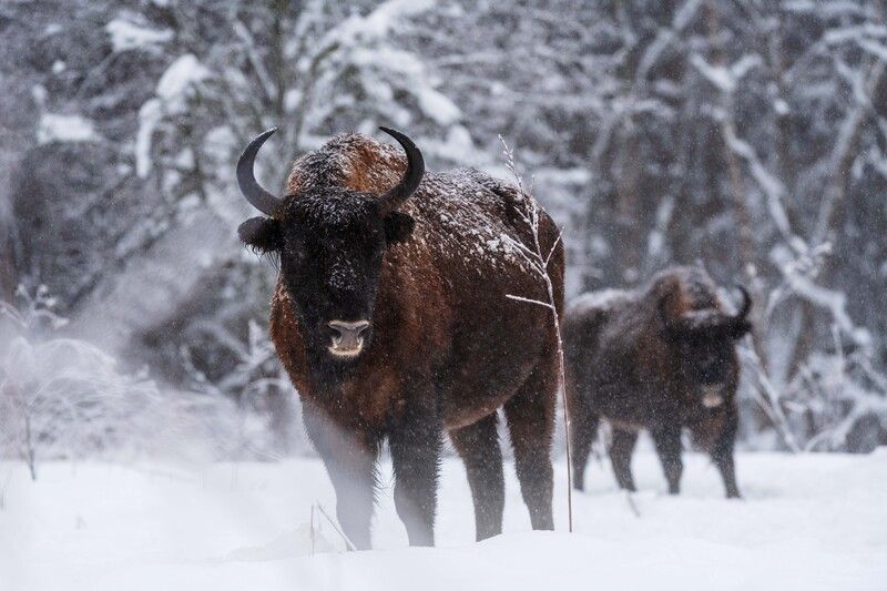 Зубры в царстве зимы фото превью