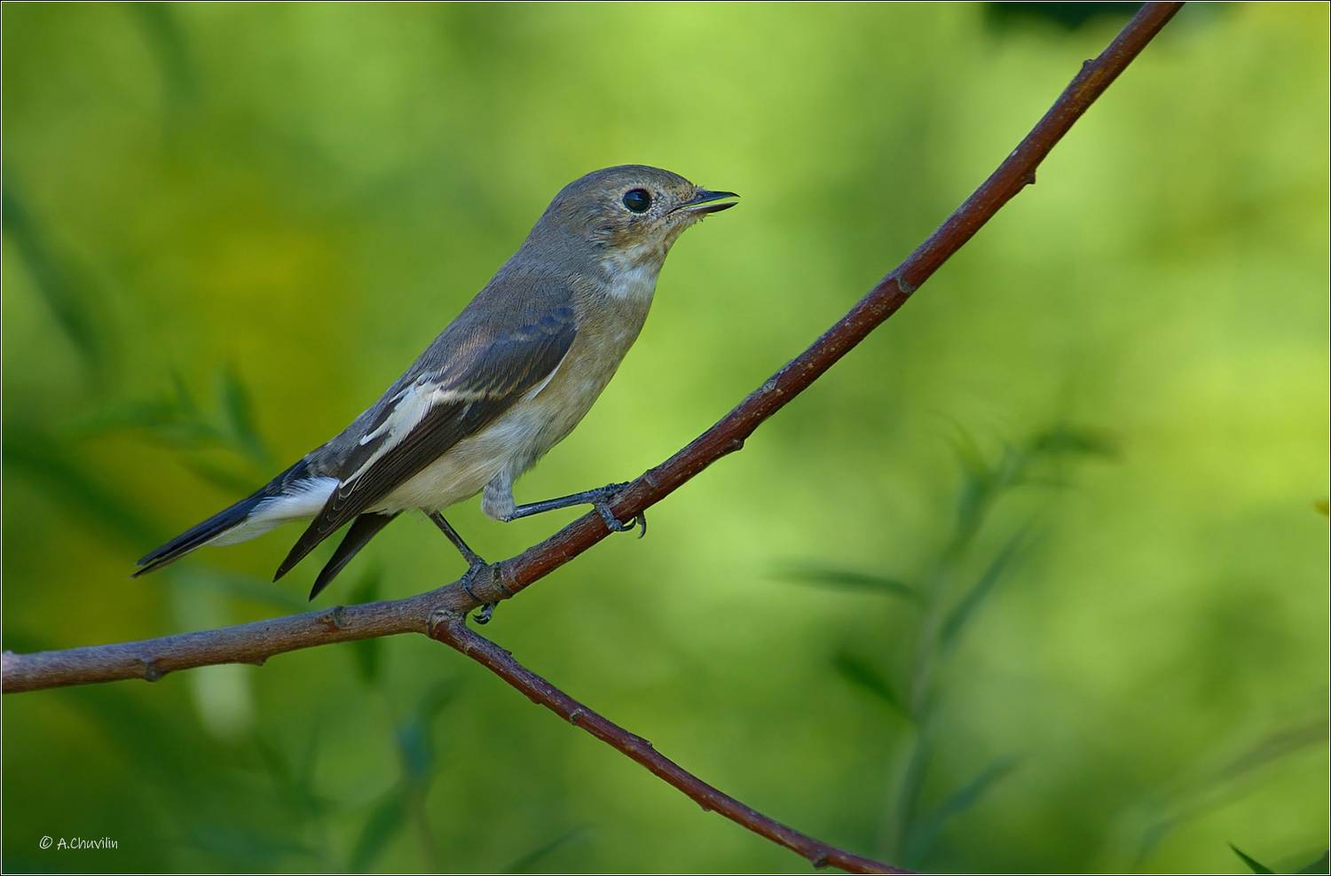 птица,мухоловка,пеструшка,самка, Александр Чувилин