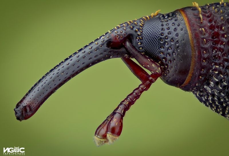 Rice weevil фото превью