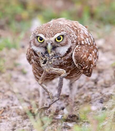 Burrowing Owl with prey - Cыч с добычей