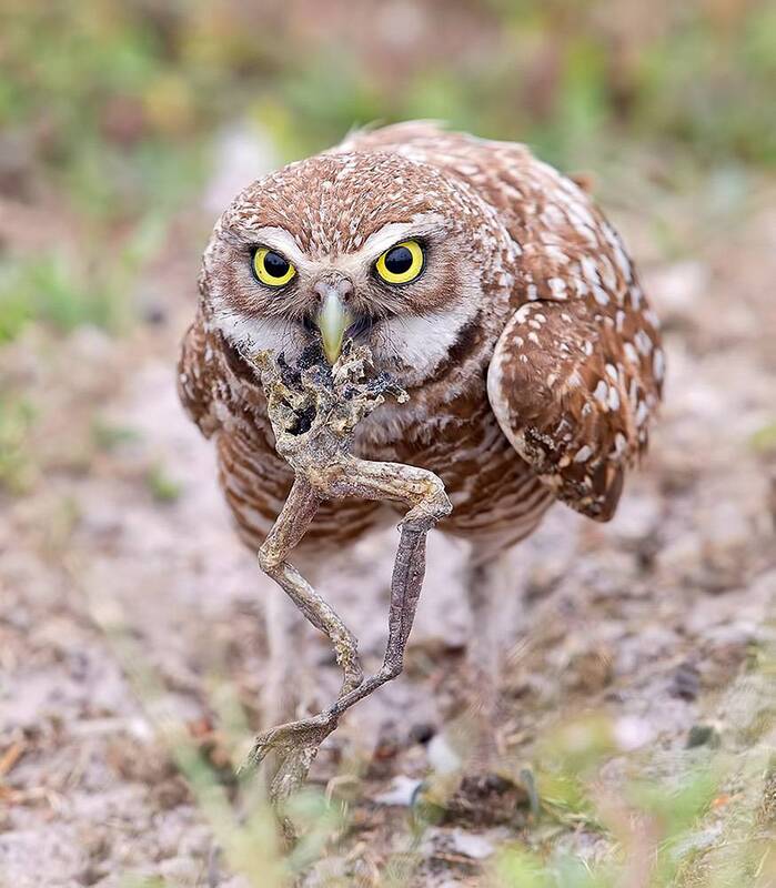 cыч,  burrowing owl, fl, florida, флорида, кроличий сыч, raptor, хищные птицы Burrowing Owl with prey - Cыч с добычей фото превью