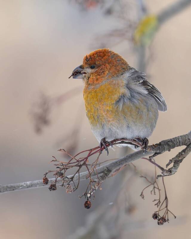 Финский попугай фото превью