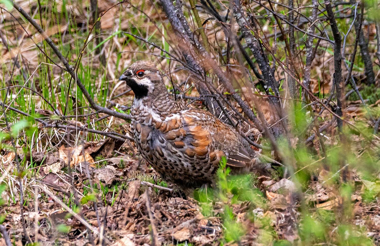 Рябчик, птицы, Хабаровский край, Высокогорный, Савчук Сергей