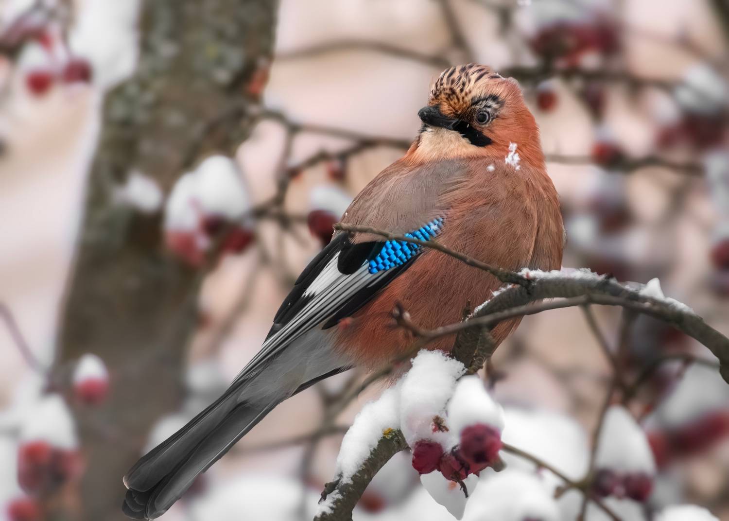 wildlife, birdwatching, nature, bird photography, птица, фотоохота, природа, сойка , Полина Шальнева