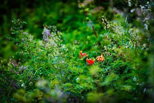 По мотивам сказки