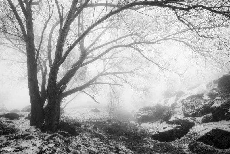 Tree фото превью