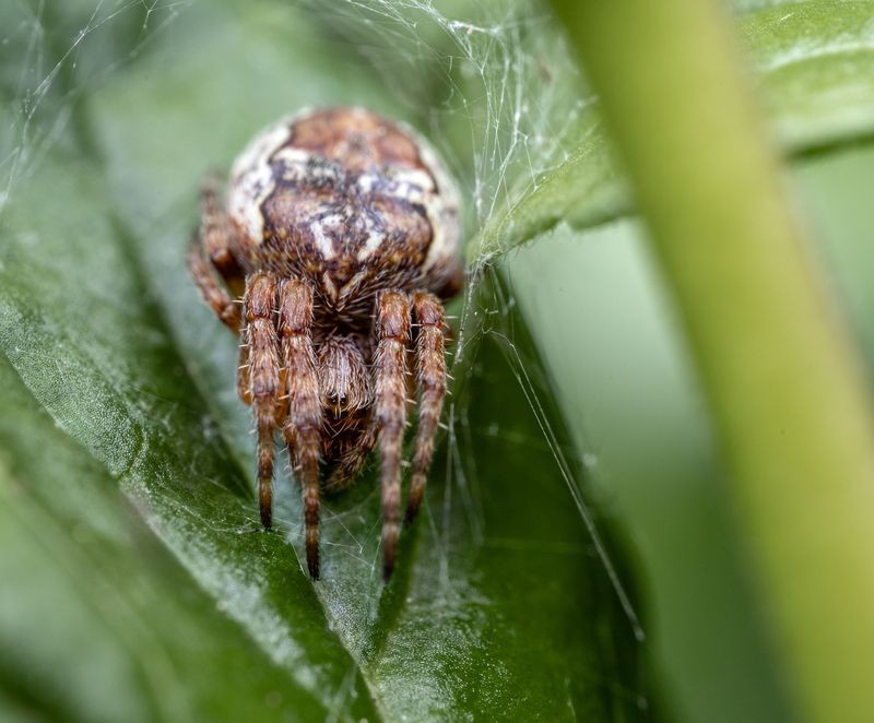 паук Паук в засаде фото превью