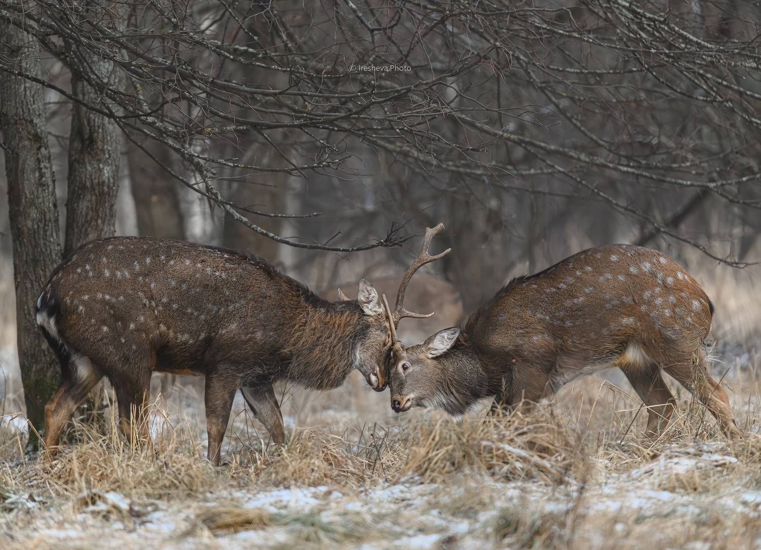 Пятнистый олень, самец, Ирешева Мария
