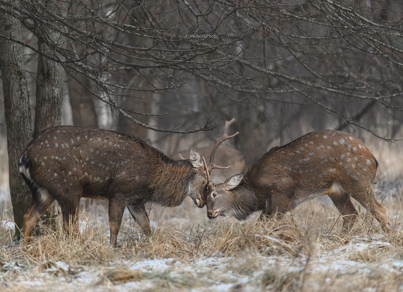 Пятнистый олень, самец Баловство фото превью