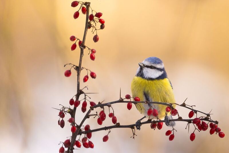 Titmouse фото превью