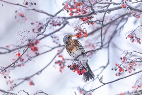 Дрозд-рябинник (Turdus pilaris). Зимняя акварель.