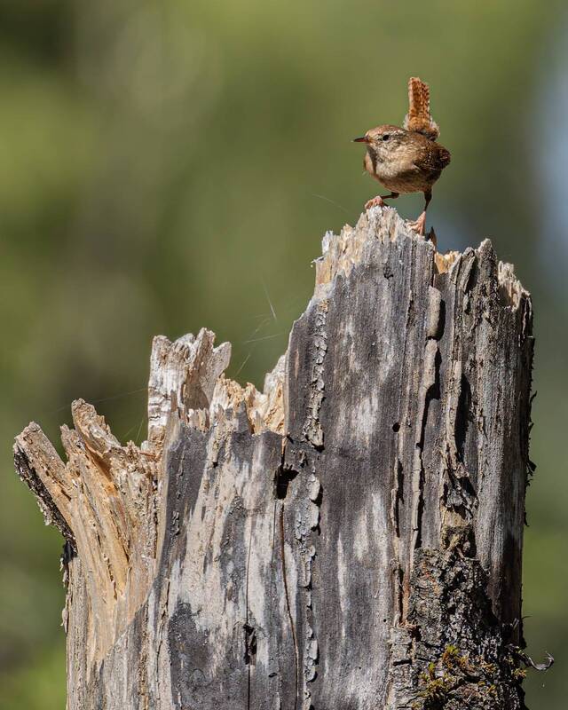крапивник, птицы, задерихвост Задерихвост фото превью