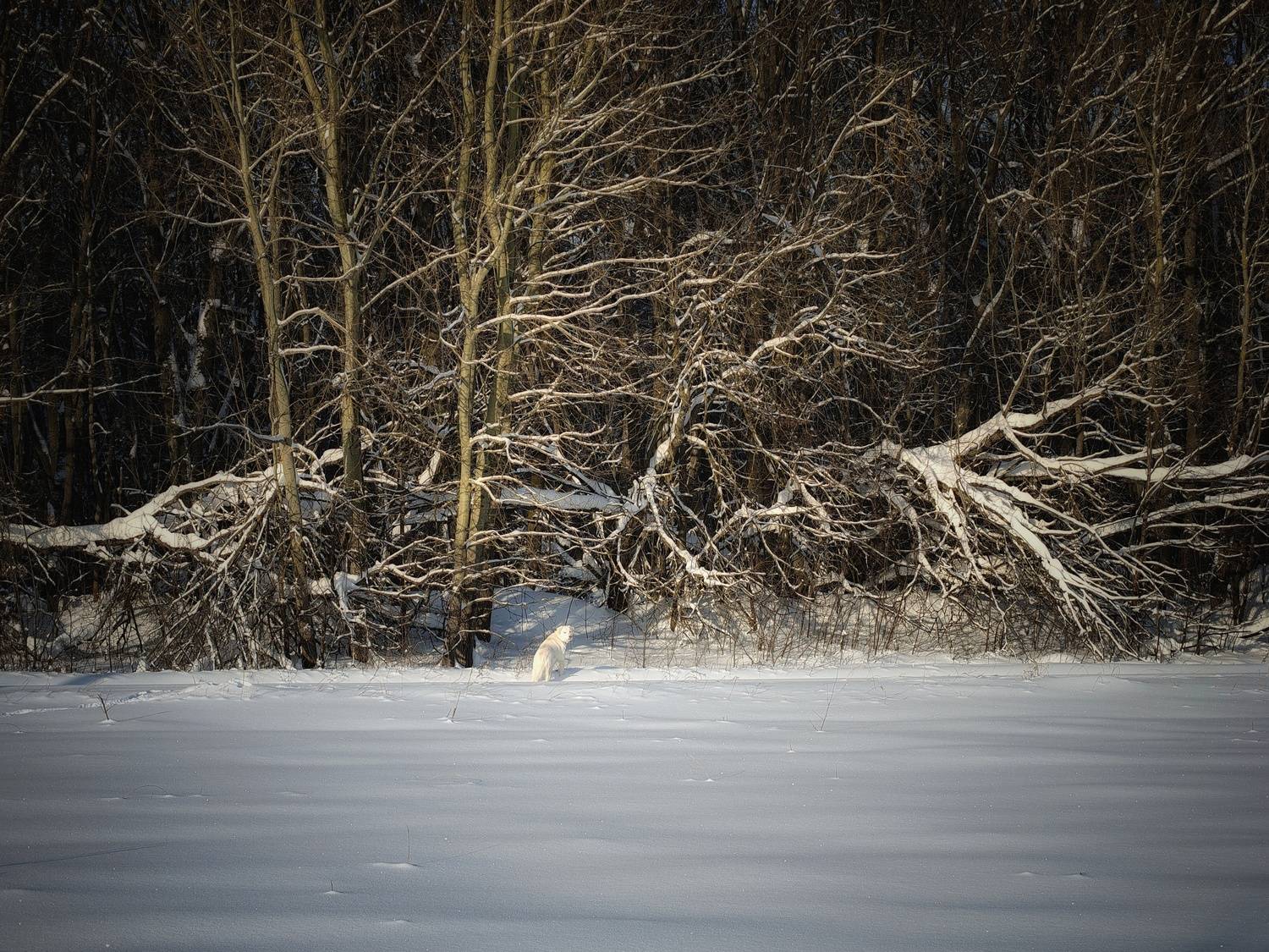 , Кондрашова Светлана