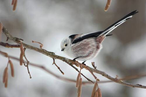 Длиннохвостая синица