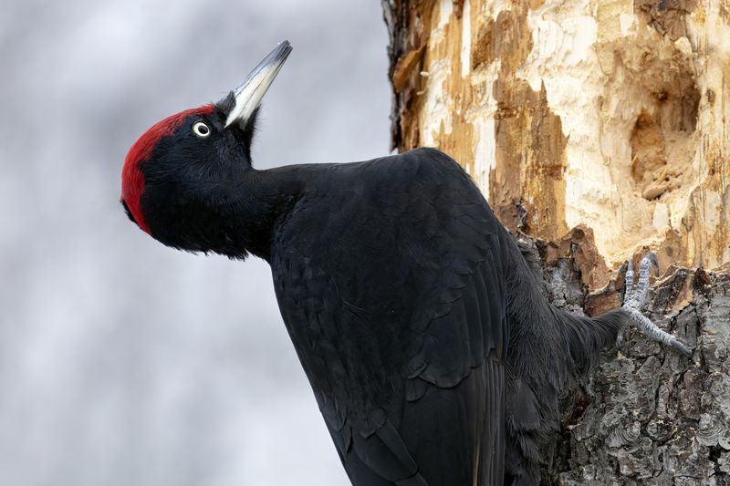 дятел, желна, пртицы, природа Чёрный дятел фото превью