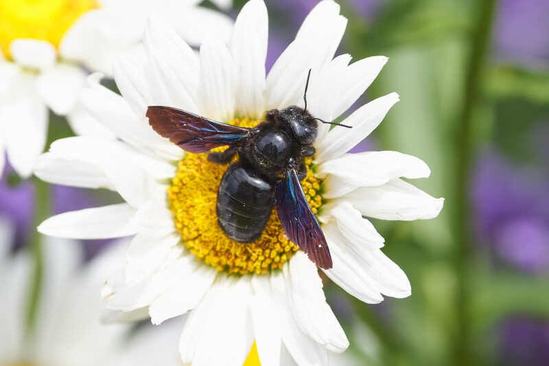 пчела, плотник, волгоград, пчела-плотник,  Пчела-плотник фото превью
