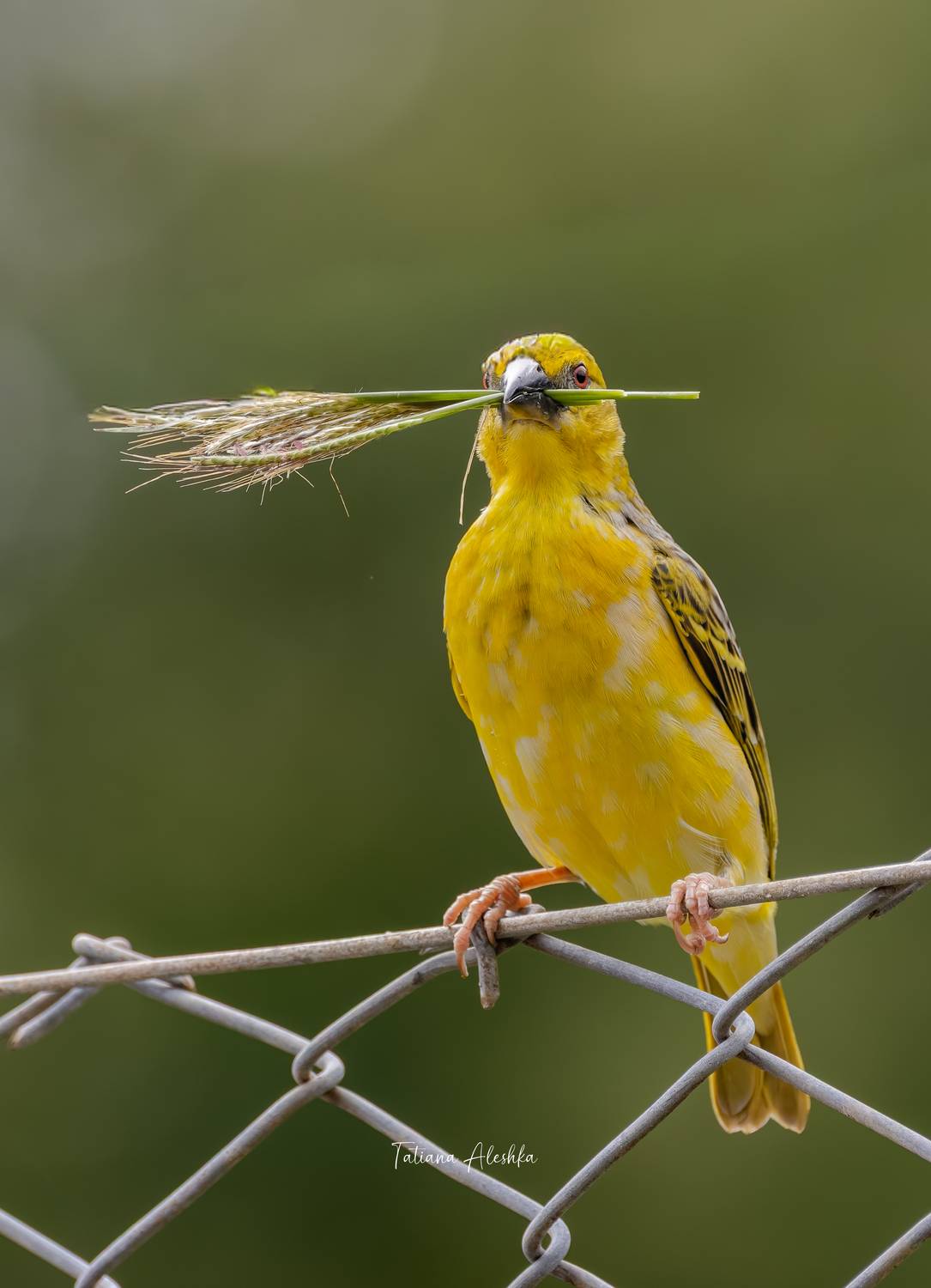 , Алешка Татьяна