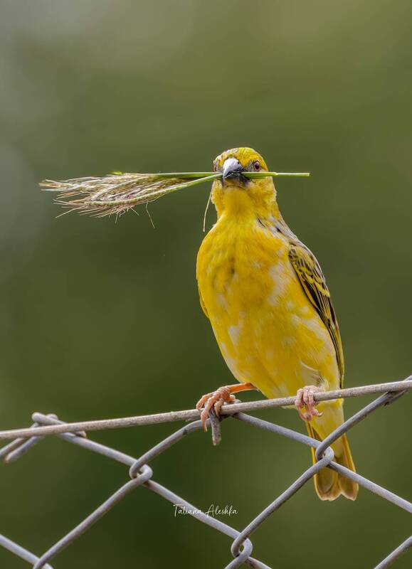 Строитель. (Большой масковый ткач. Village weaver). фото превью
