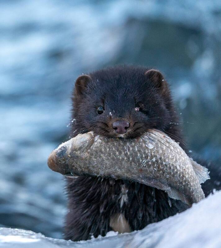 Американская норка фото превью