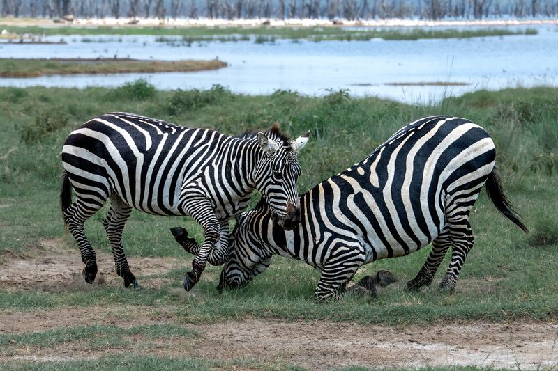 Полосатые разборки. фото превью