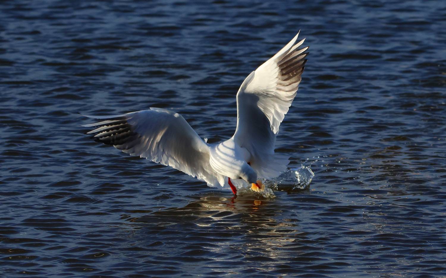 чайки,, Marat Magov