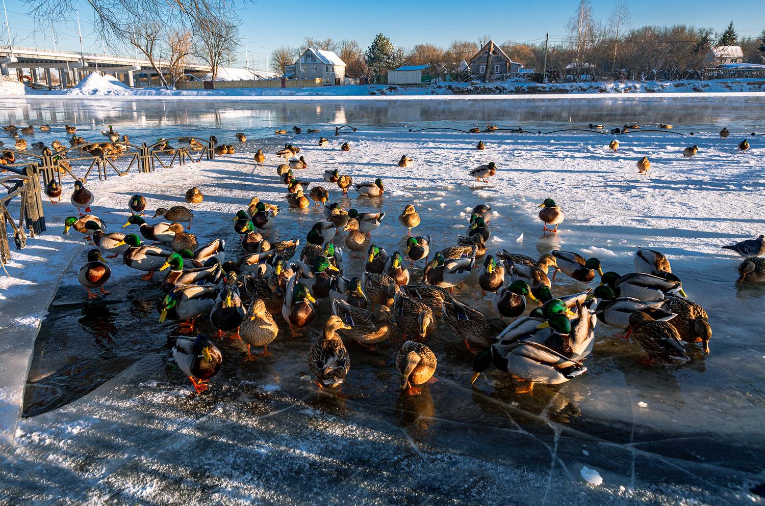 , Владимир Ноздрачев
