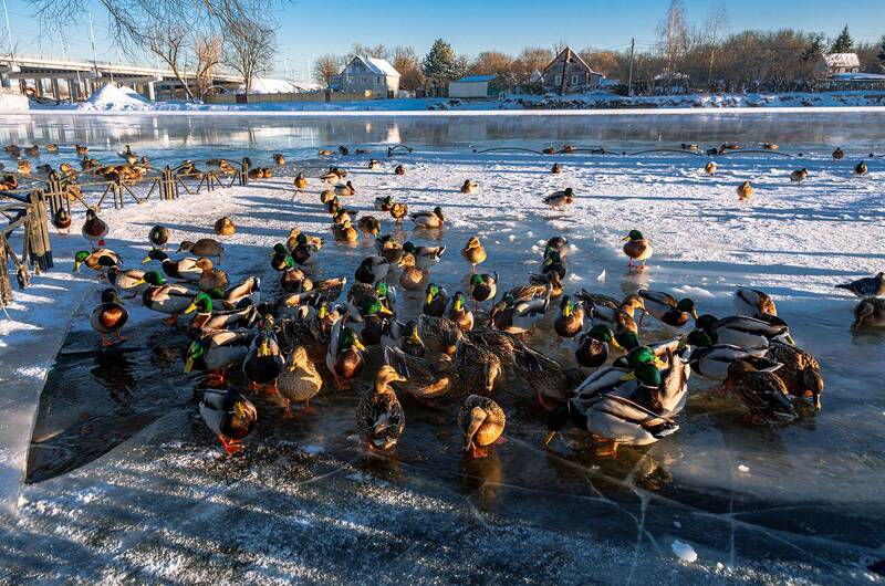 Утиное собрание фото превью