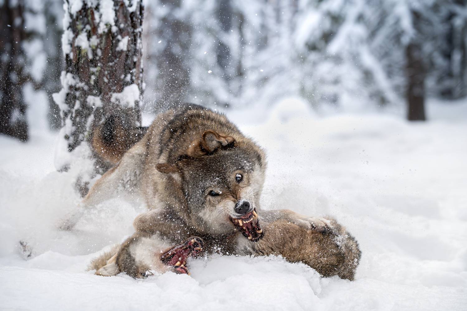 волк, серый волк, битва, снег, бег, зима, дикая природа, лес, природа, wildlife, wolf, фотоохота, Михаил Ездаков