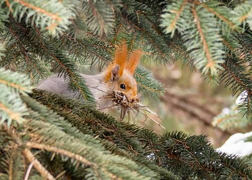 День признательности белкам. (4 ФОТО)