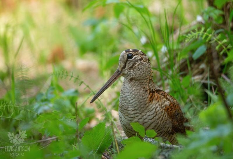 вальдшнеп, птицы россии, кулик, кулики,  Вальдшнеп в объективе фото превью