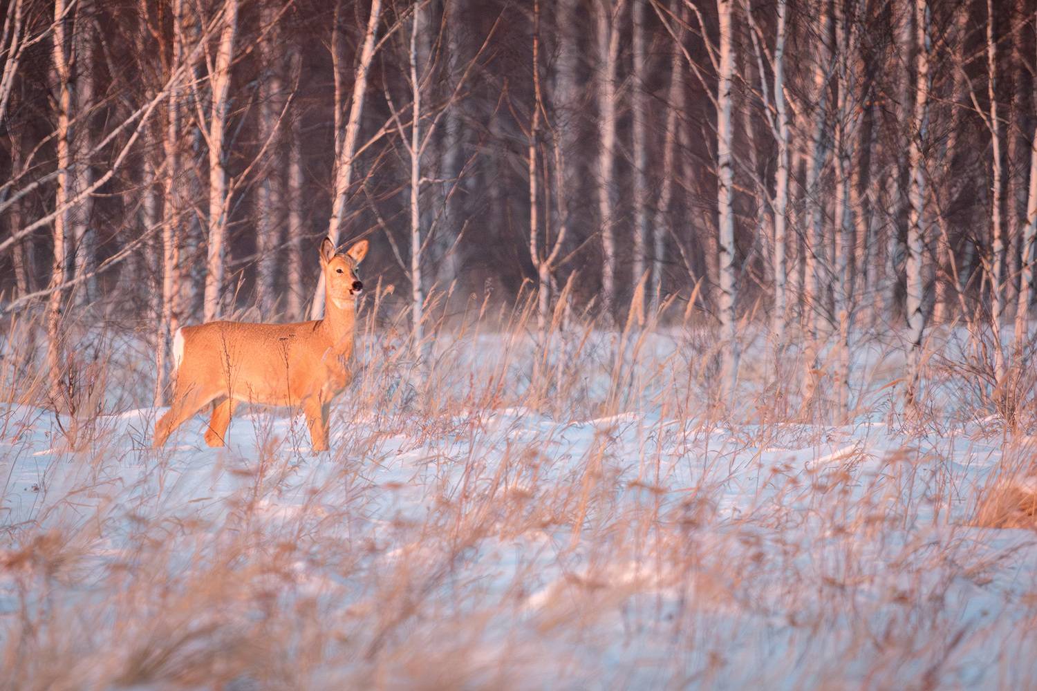 , Бодрягин Виталий